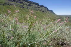 Cysticapnos pruinosa