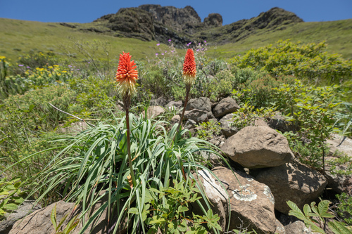 Basotho Redhot Poker (Kniphofia caulescens)