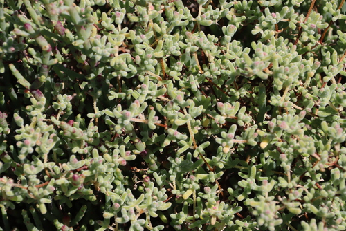 Beach Dewfig (Drosanthemum salicola)