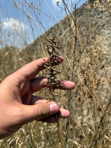 Scarlet Lady's Tresses (Dichromanthus cinnabarinus)