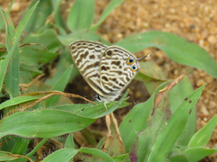 Leptotes