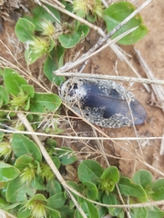 Gyna caffrorum