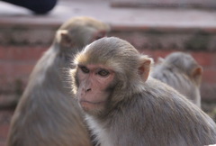 Macaca mulatta