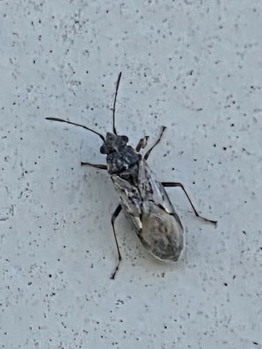 iNaturalist observation photo of Orsillinae
