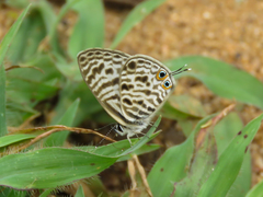 Leptotes