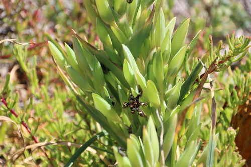 Black Flag (Ferraria crispa)