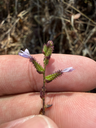 iguana's tail (Plumbago pulchella)