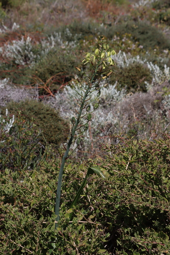 Grand Tamarak (Albuca grandis)