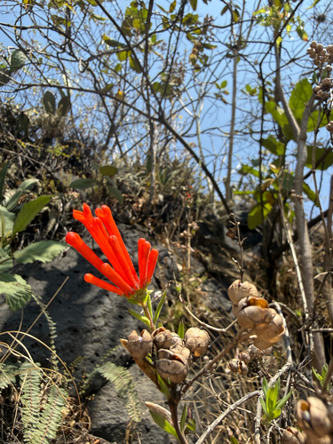 firecrackerbush (Bouvardia ternifolia)