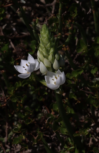 Ornithogalum thyrsoides (Ornithogalum thyrsoides)