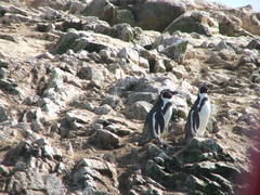 Spheniscus humboldti