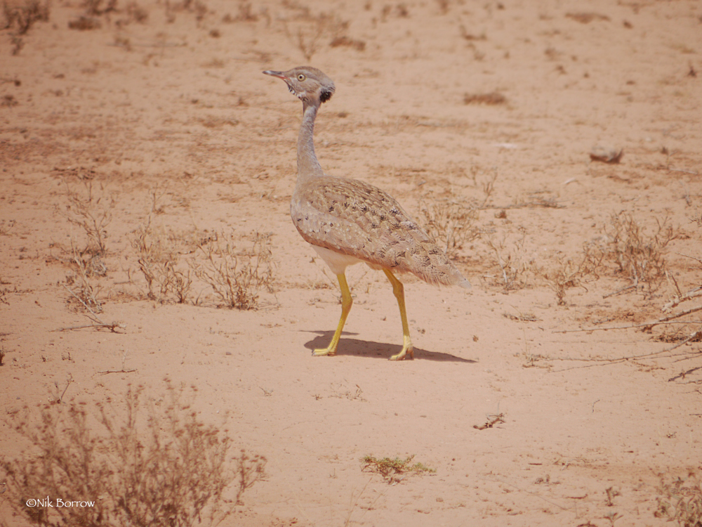 Little Brown Bustard (Heterotetrax humilis) photo