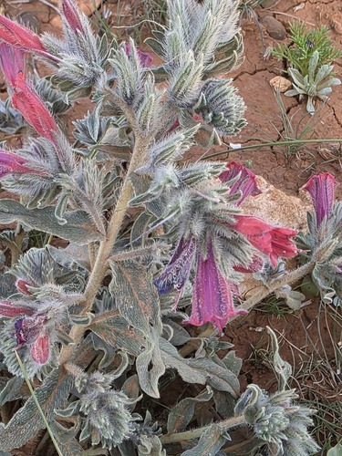 Narrow-leaved Viper's-bugloss