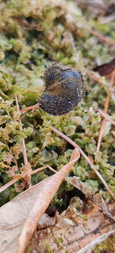 Auriscalpium vulgare · March 2026 · photo: © jokerrr83 (iNaturalist, cc-by)