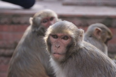 Macaca mulatta