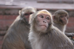 Macaca mulatta