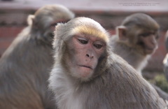 Macaca mulatta