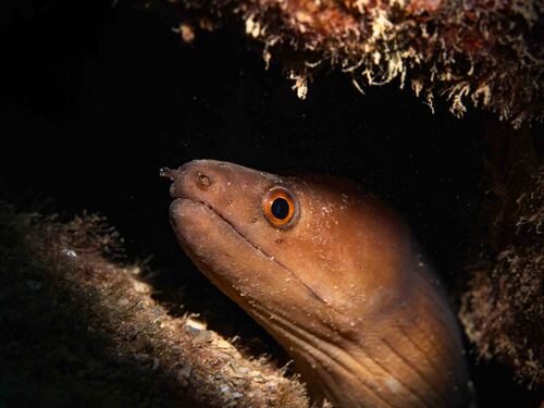 Brown moray (Gymnothorax monochrous) — Muraenidae