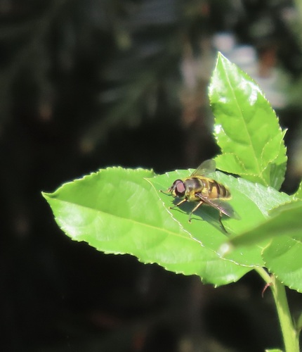 Unknown species found near Sonoma County, US-CA, US
