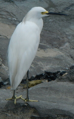 Egretta thula image