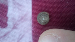 Discus rotundatus