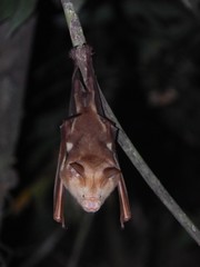Hipposideros diadema