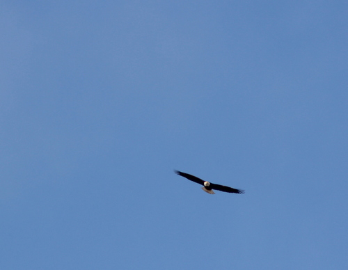 Bald Eagle photographed in North Dakota