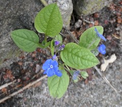 Omphalodes verna