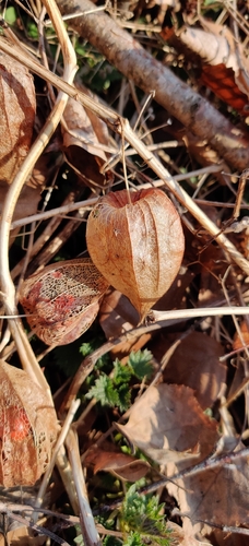 Alkekengi (Alkekengi officinarum)