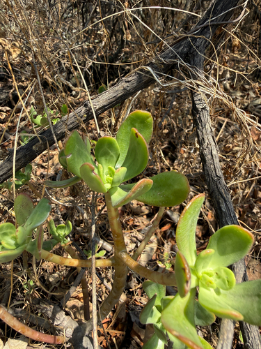 Tree stonecrop