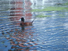 Oxyura ferruginea
