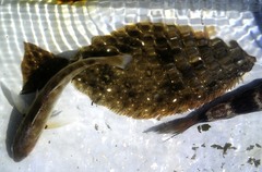 Roncador stearnsii