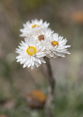 Helichrysum albobrunneum