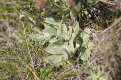 Helichrysum albobrunneum, photograph Morten Ross, CC BY, iNaturalist via GBIF