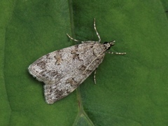 Scoparia basistrigalis