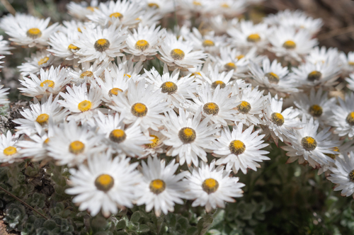 Helichrysum milfordiae, photograph 5