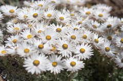 Helichrysum milfordiae, photograph (c) Morten Ross, some rights reserved (CC BY)