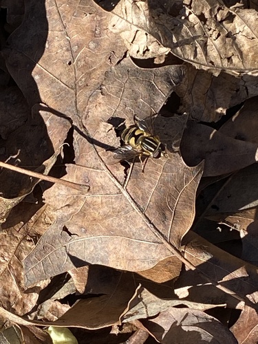 Unknown species found near Land Between the Lakes National Recreation Area, Kuttawa, KY, US