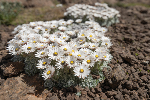 Helichrysum milfordiae, photograph 6