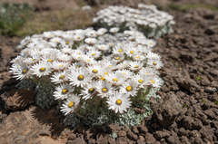 Helichrysum milfordiae, photograph (c) Morten Ross, some rights reserved (CC BY)