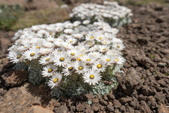 Helichrysum milfordiae, photograph (c) Morten Ross, some rights reserved (CC BY)