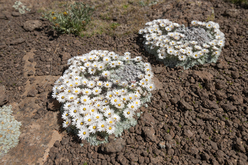 Helichrysum milfordiae, photograph 4