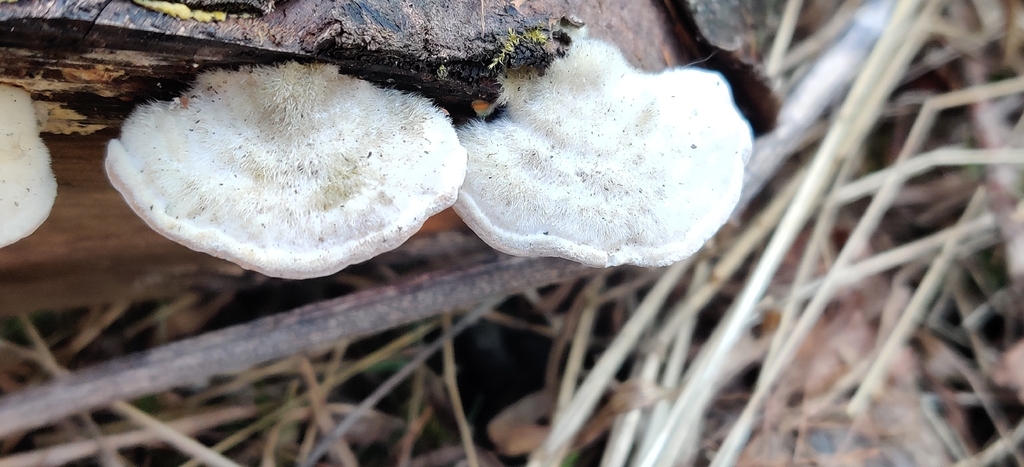 Trametes hirsuta · March 2026 · photo: © jokerrr83 (iNaturalist, cc-by)