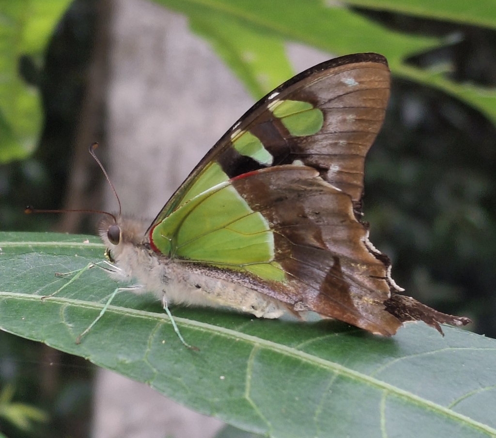 Macleay's Swallowtail