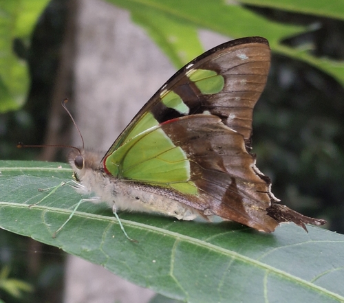 Macleay's Swallowtail