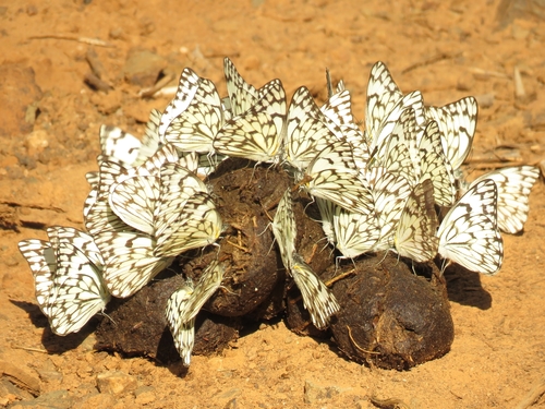 African Veined White photo 2