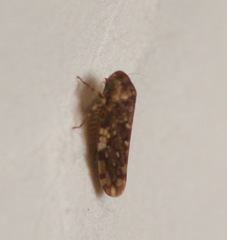 Xestocephalus tessellatus