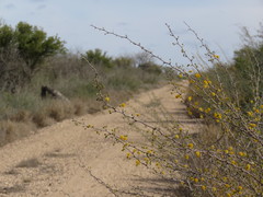 Vachellia schaffneri bravoensis