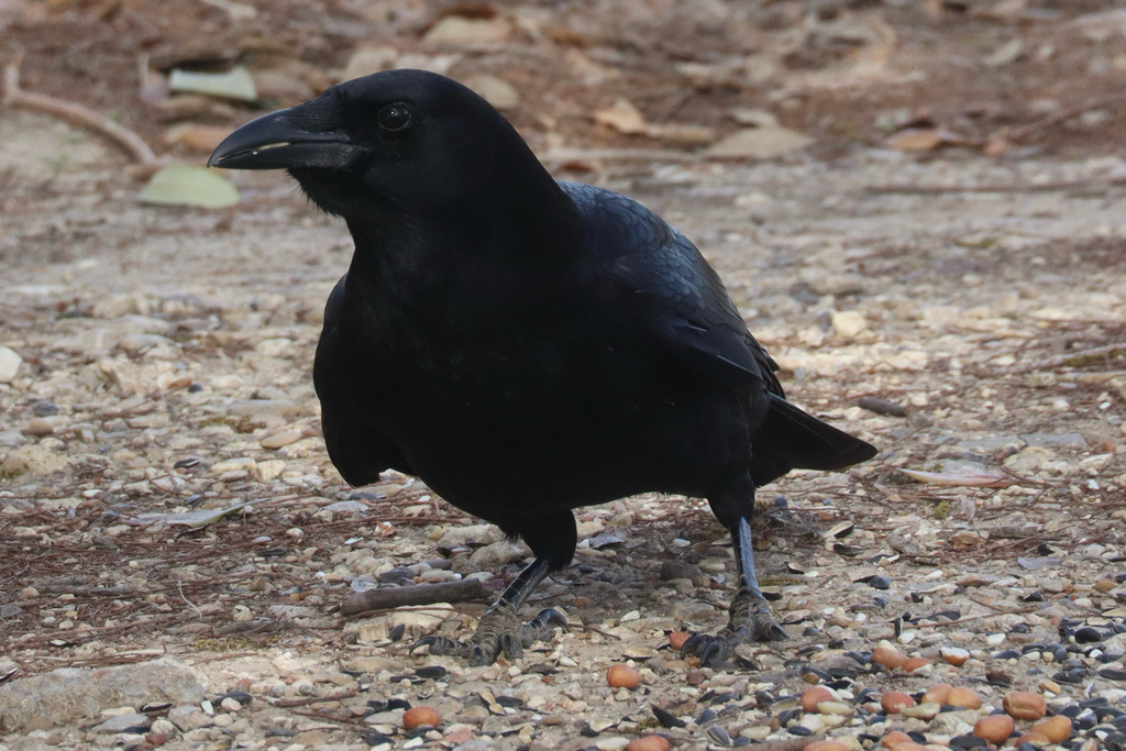 American Crow from White Rock Lake General Area, Dallas, TX, US on ...