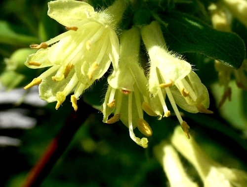 Sweetberry Honeysuckle